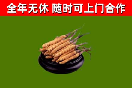 河源回收散虫草