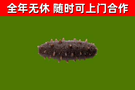 河源回收海参干